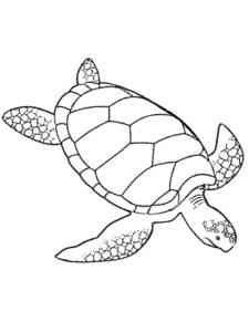 Green Sea Turtle coloring page