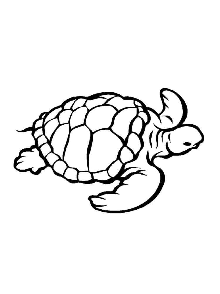 Easy Sea Turtle coloring page