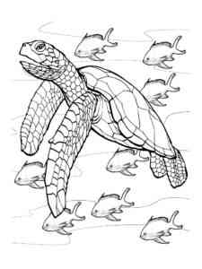 Kemp’s Ridley Sea Turtle coloring page