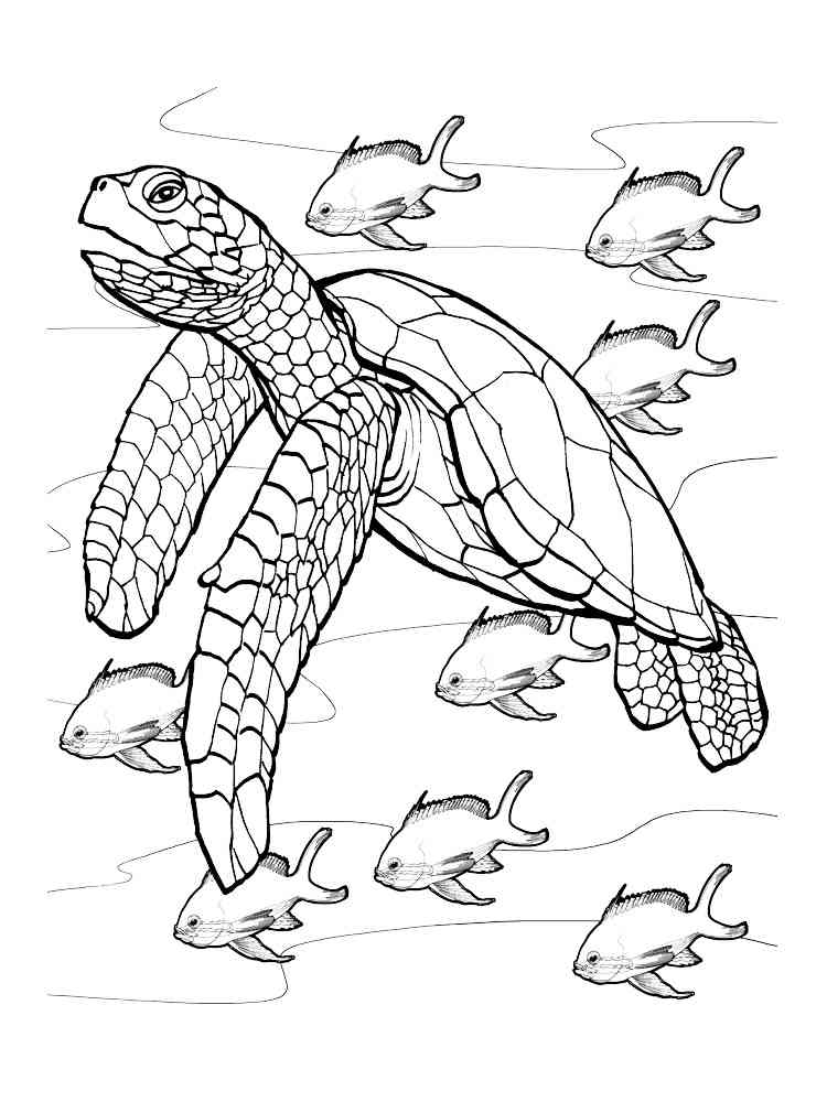 Kemp’s Ridley Sea Turtle coloring page