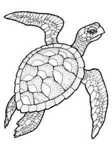 Sea Turtle Antistress coloring page