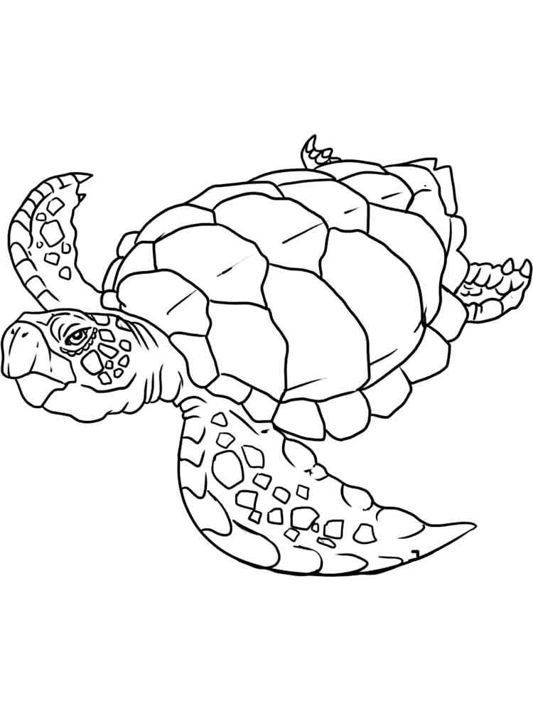 Olive Ridley Sea Turtle coloring page