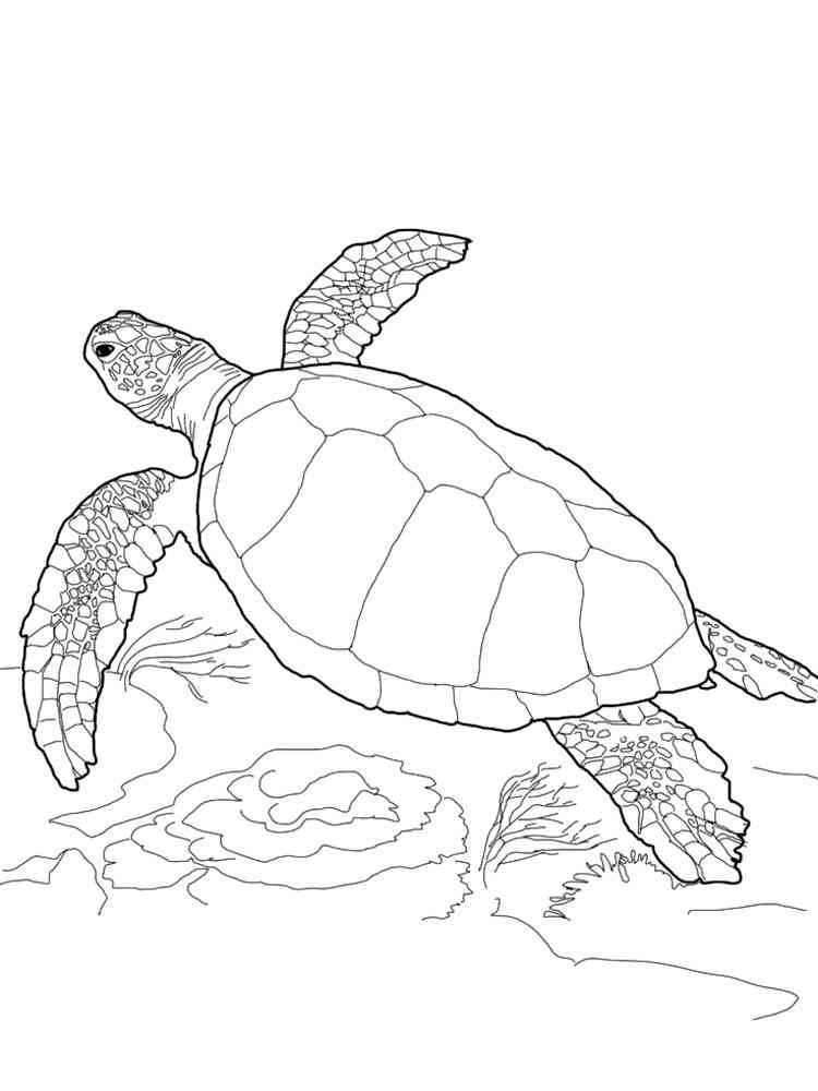 Loggerhead Sea Turtle coloring page