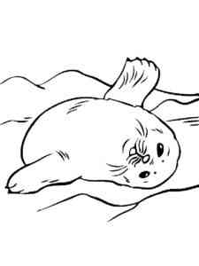 Little Seal coloring page