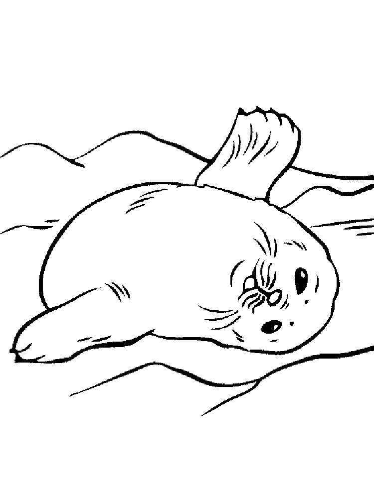 Little Seal coloring page