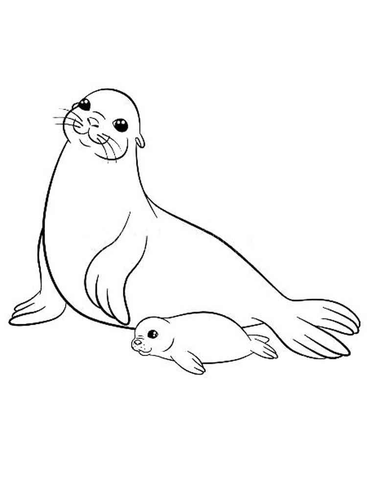 Seal with cub coloring page