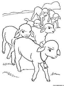 Flock of Sheep coloring page