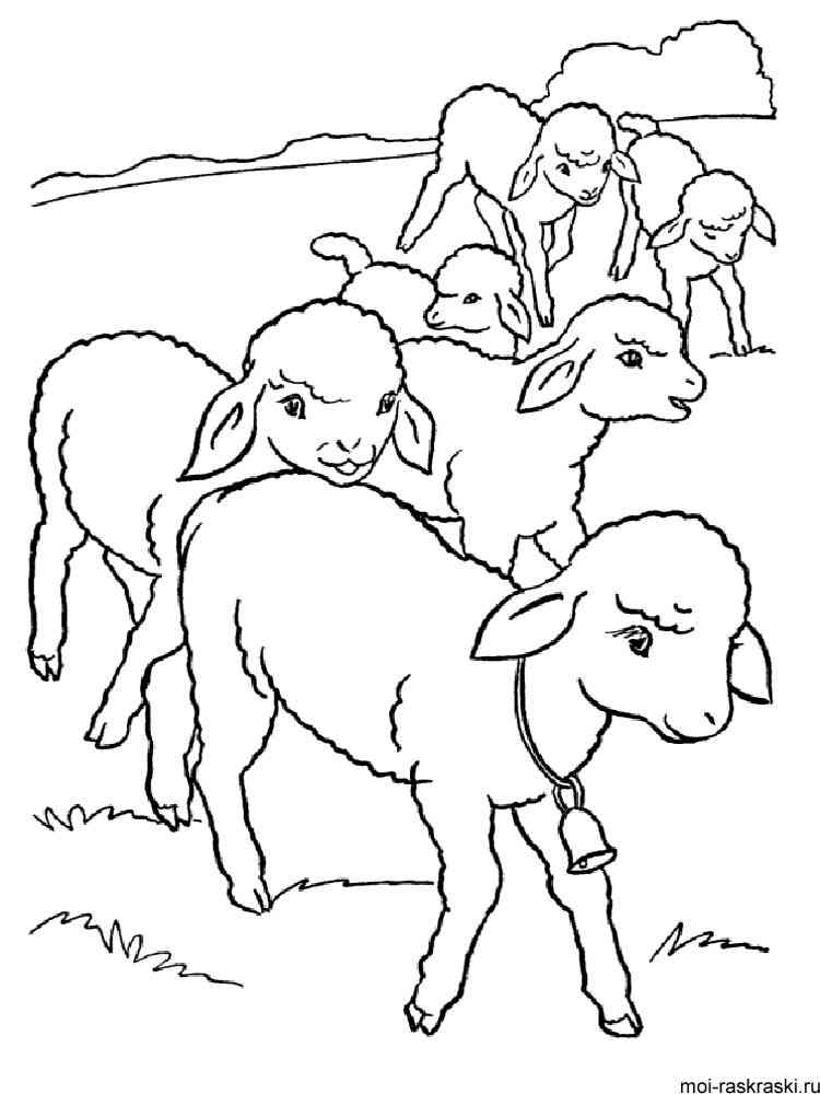 Flock of Sheep coloring page
