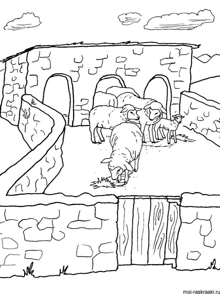 Domestic Sheeps coloring page