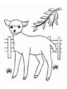 Little Sheep coloring page