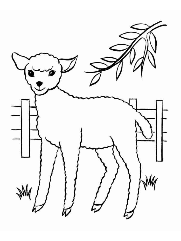 Little Sheep coloring page