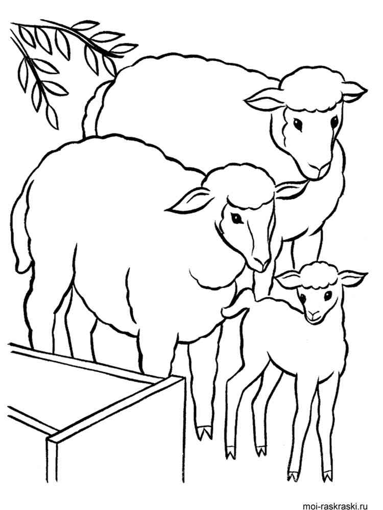 Sheep Family coloring page