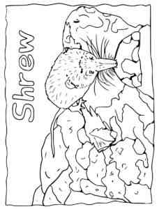 Common Shrew coloring page