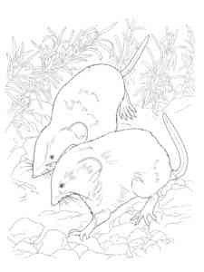 Two Shrews coloring page