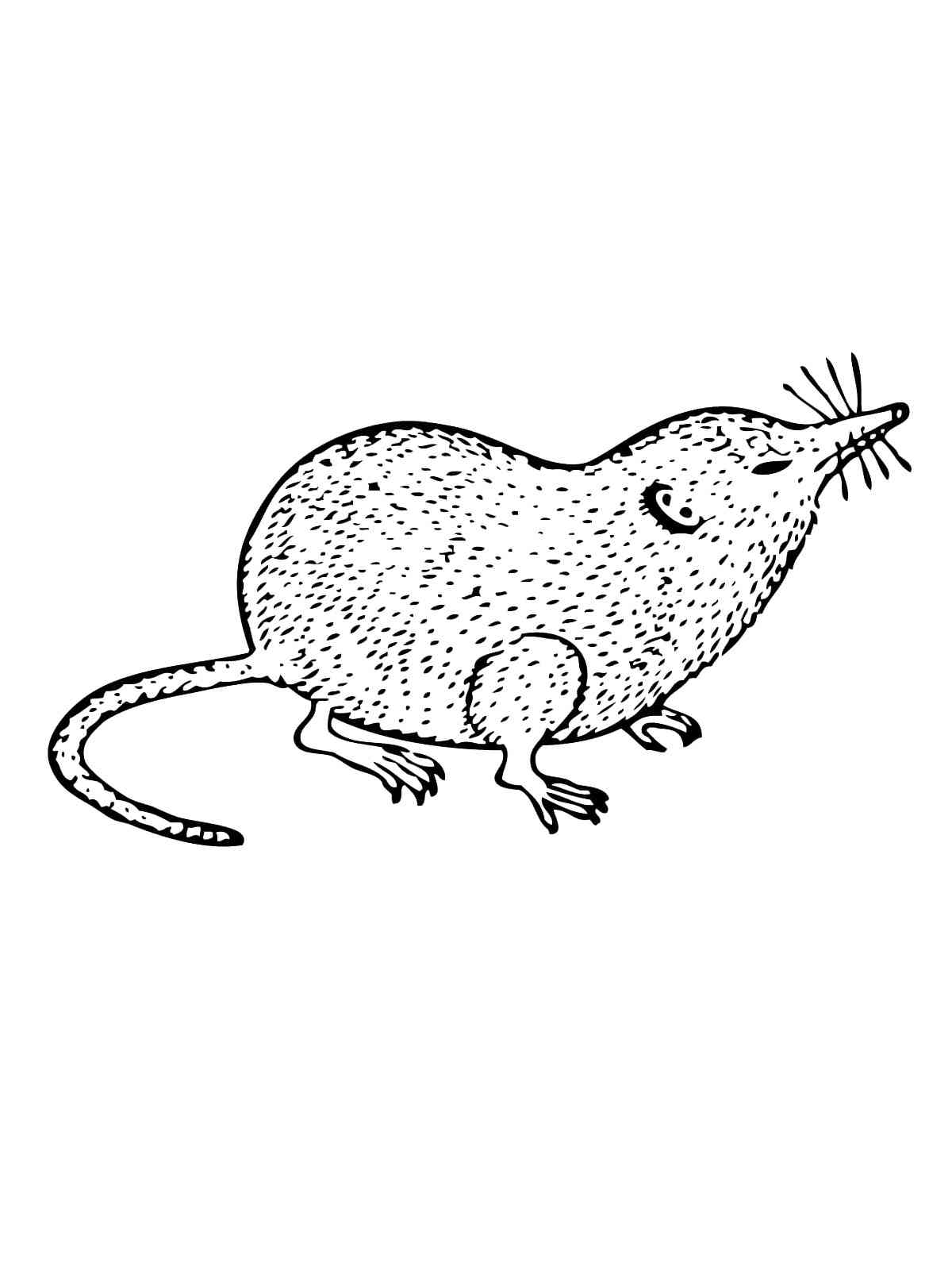 Realistic Shrew coloring page
