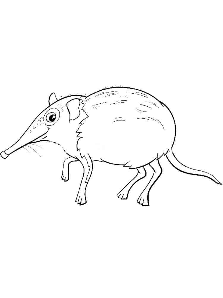 Easy Elephant Shrew coloring page