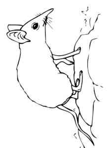 Shrew Mouse coloring page