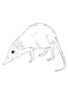 Elephant Shrew coloring page