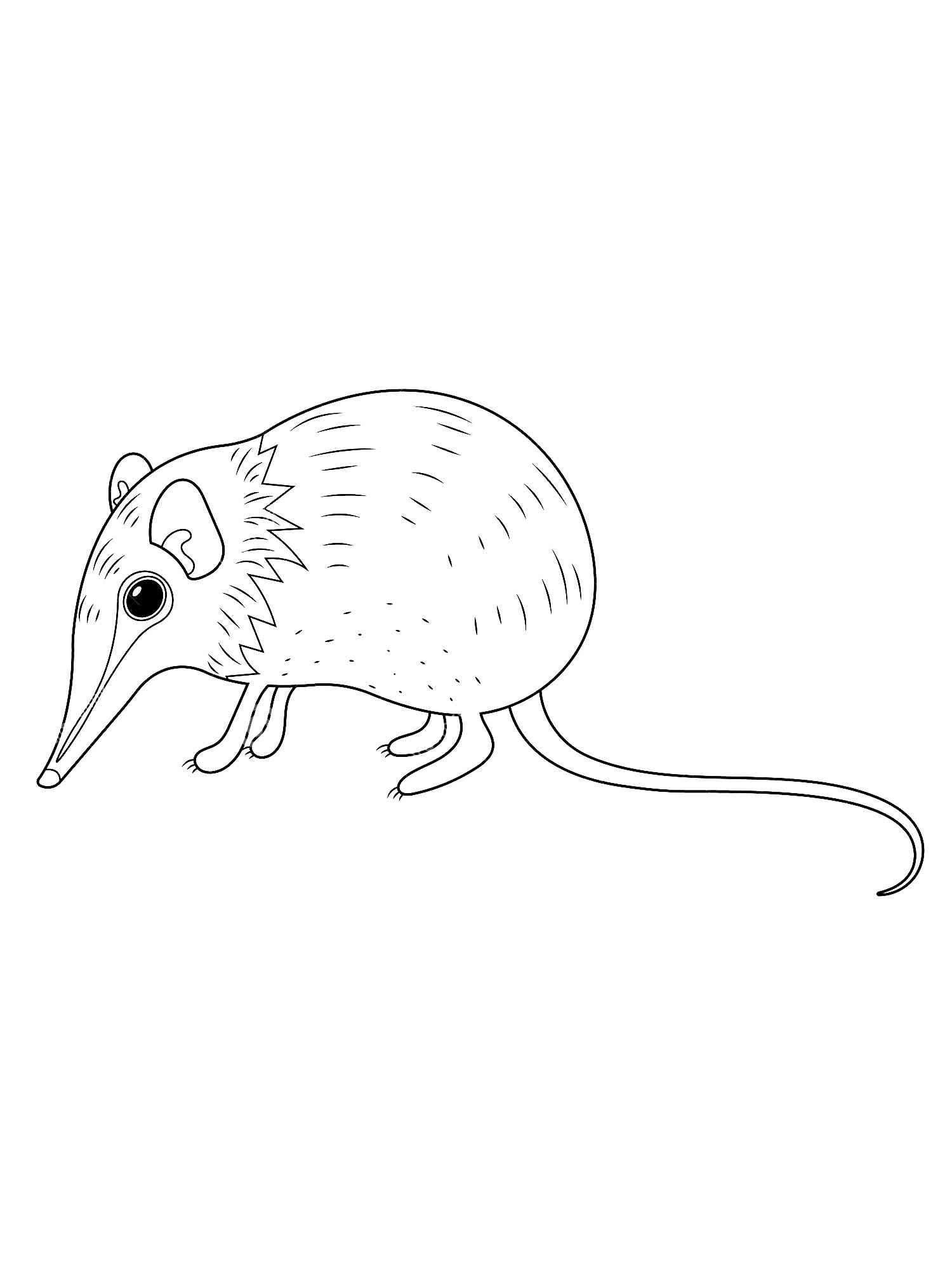 Funny Shrew coloring page