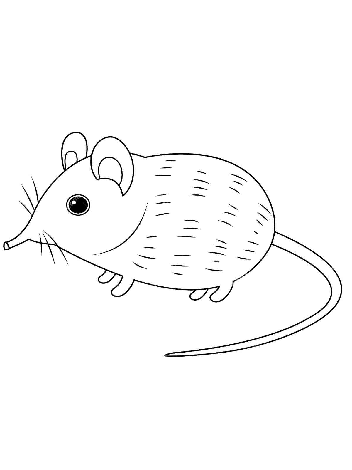 Cute Shrew coloring page