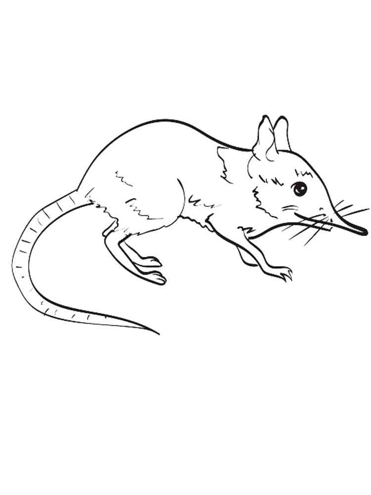 Little Shrew coloring page