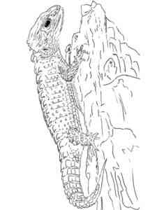 Red-Eyed Crocodile Skink coloring page