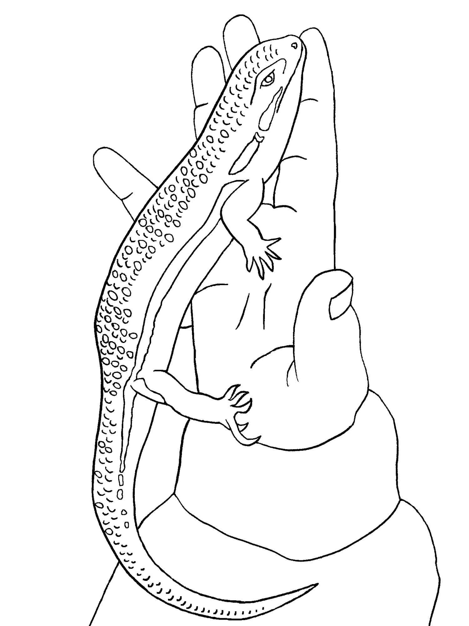Skink in the palm of your hand coloring page
