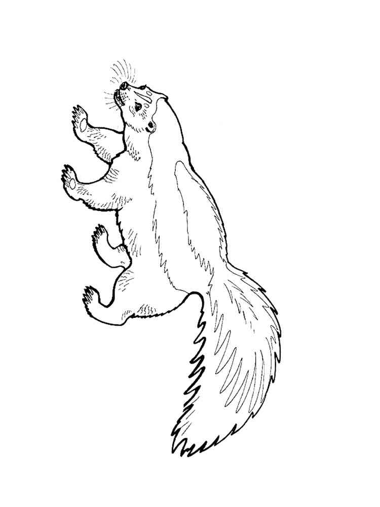 Realistic Hog-Nosed Skunk coloring page