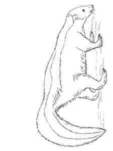 American Hog Nosed Skunk coloring page