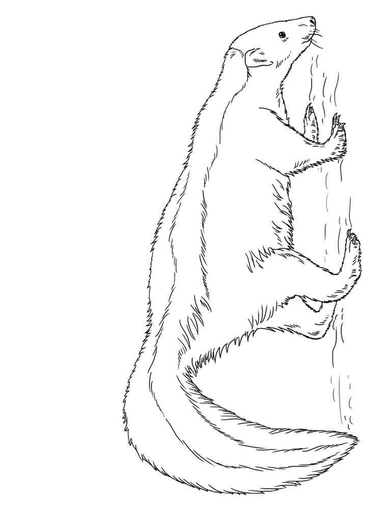 American Hog Nosed Skunk coloring page