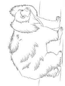 Indian Sloth Bear coloring page