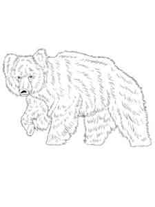 Realistic Sloth Bear coloring page