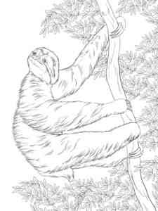 Three Toed Sloth coloring page