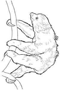 Two Toed Sloth on Tree coloring page