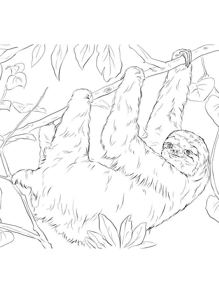 Realistic Sloth coloring page