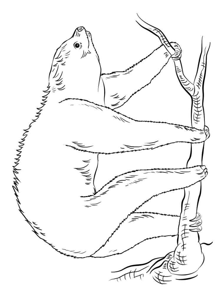 Sloth crawls on a branch coloring page