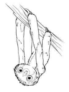 Little Sloth coloring page