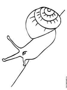 Garden Snail coloring page