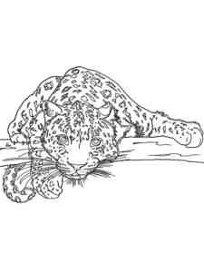 Snow Leopard on the branch coloring page