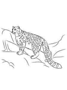 Snow Leopard in the mountains coloring page