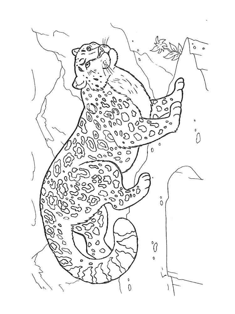 Snow Leopard on the Rock coloring page