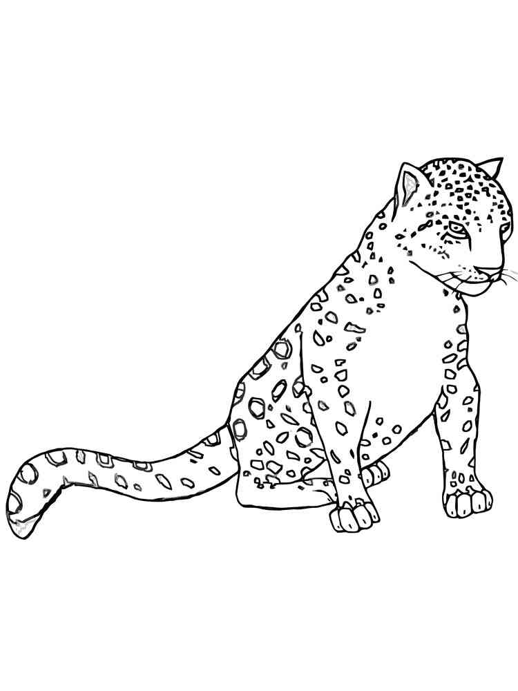 Young Snow Leopard coloring page