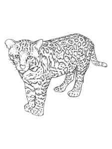 Little Snow Leopard coloring page