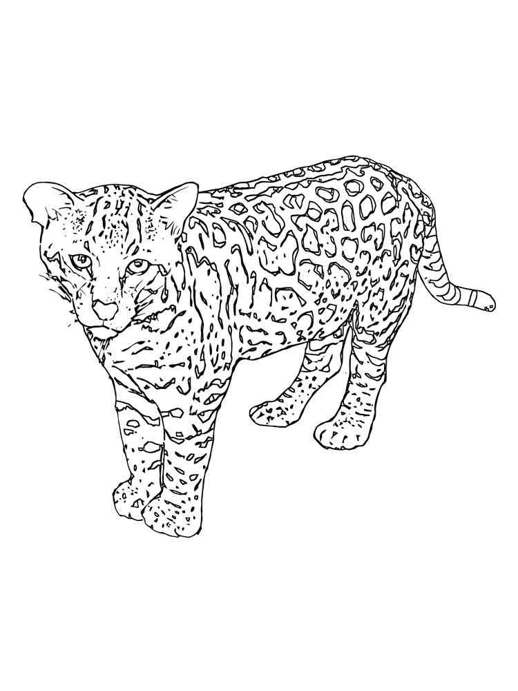 Little Snow Leopard coloring page