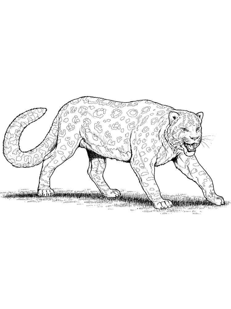 Angry Snow Leopard coloring page