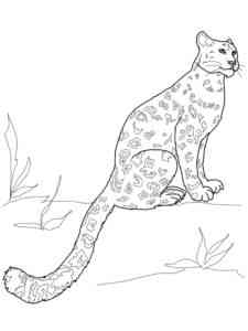 Snow Leopard Sitting coloring page
