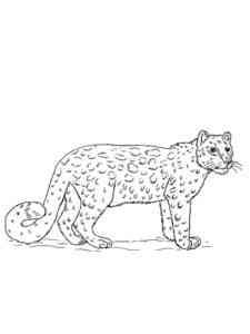Realistic Snow Leopard coloring page