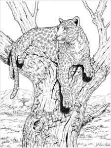 Snow Leopard on tree coloring page