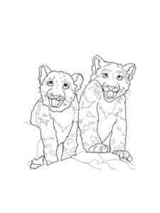 Babies Snow Leopards coloring page