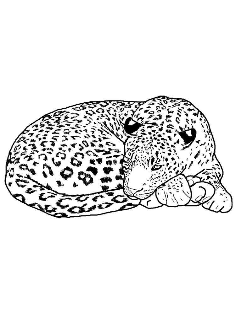 Sleeping Snow Leopard coloring page
